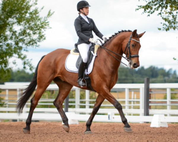 dressage horse Eliot (KWPN (Royal Dutch Sporthorse), 2009, from Vivaldi)