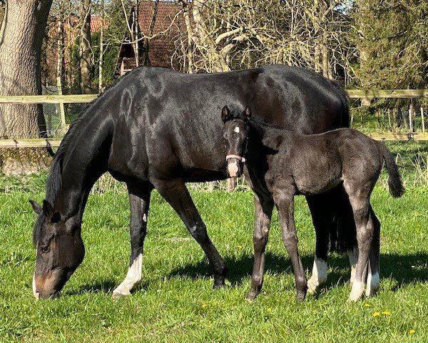 dressage horse Tyrion (Oldenburg, 2022, from Totilas)