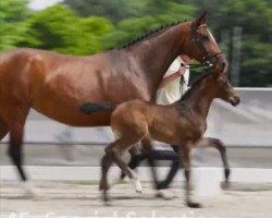 dressage horse Special Selection (Hanoverian, 2022, from San Amour I)