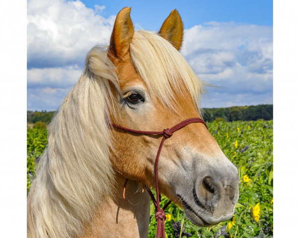 Zuchtstute Happy 192 (Haflinger, 2007, von Amerika)