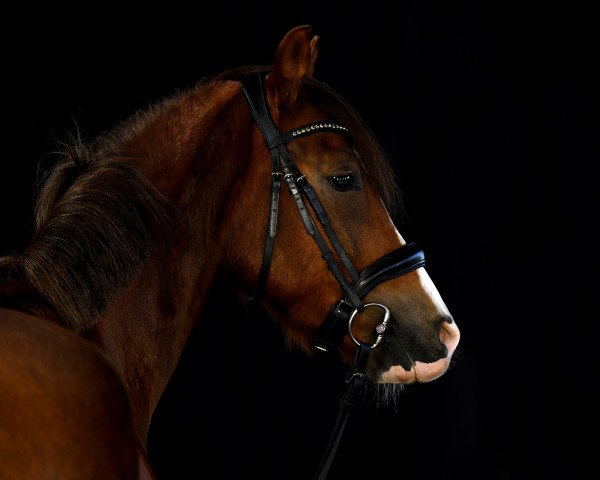 Dressurpferd Miro (Deutsches Reitpony, 2018, von Captain Meyer WE)