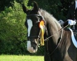 dressage horse Ri 1994 (Bavarian, 1994, from Rehberg)