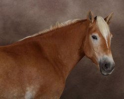 dressage horse Lisei (Haflinger, 2008, from Nordstern)