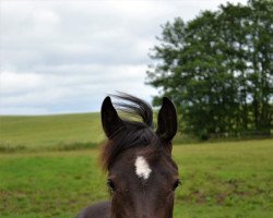 Springpferd Stute von Chezarro / Consens (Holsteiner, 2020, von Chezarro)