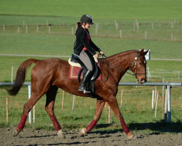 horse Boccelli (Hanoverian, 1994, from Buenos Aires)