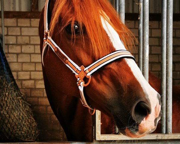 horse Ophelia R (Trakehner, 2010, from Lombardi)