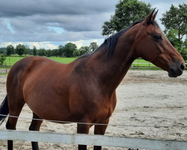 dressage horse Coraline 3 (German Warmblood, 2007, from Corel Z)