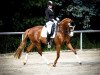 dressage horse Salü Cathrin (Hanoverian, 2010, from Scolari)