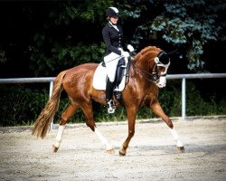 dressage horse Salü Cathrin (Hanoverian, 2010, from Scolari)