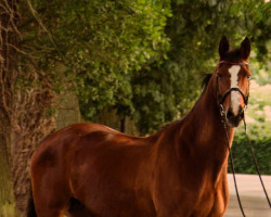 broodmare Fantiope (Hanoverian, 1997, from Friedensfürst)