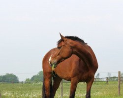 Springpferd Call me Malou (Oldenburger, 2012, von Classe VDL)