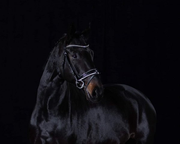dressage horse Fiete (Oldenburg, 2015, from Blue Hors First Choice)