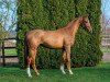 stallion Alibaba (Rhinelander, 2020, from Aganix du Seigneur)