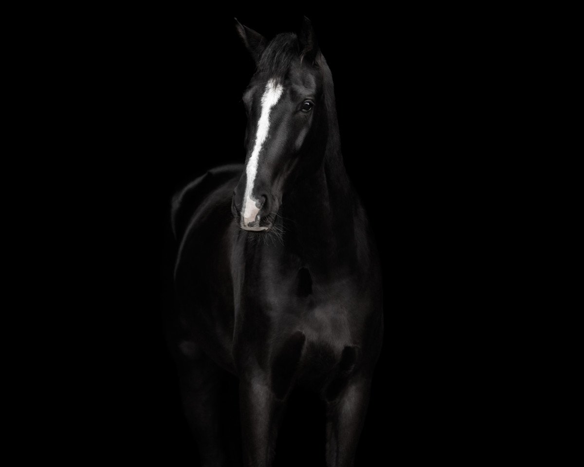 dressage horse Top Fino (German Sport Horse, 2017, from Sap Freudentaenzer)