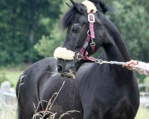 Pferd Herkules 290 (Deutsches Reitpony, 1993)