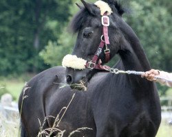 Pferd Herkules 290 (Deutsches Reitpony, 1993)