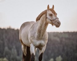 Deckhengst CS Silvers Cheyenne (Quarter Horse, 2008, von CS Special Skip)