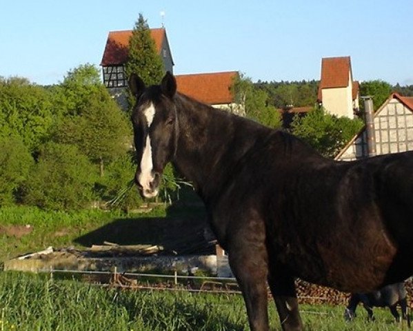 broodmare Virana (Oldenburg, 1980, from Marinus)