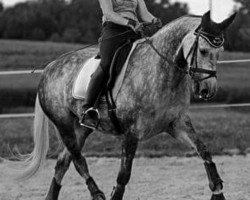 dressage horse Stella D'Oro (Swedish Warmblood, 2011, from Bugatti VDL)