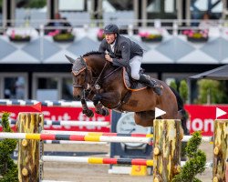 jumper Nashville HR (Oldenburg show jumper, 2006, from Nintender)