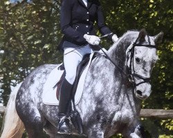 jumper Gaelrite (KWPN (Royal Dutch Sporthorse), 2011, from Bugatti VDL)