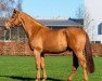 stallion Emeron (Westphalian, 2019, from Emerald van 't Ruytershof)