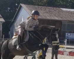 dressage horse Rivera 17 (German Riding Pony, 1996, from Arts-Ramason)