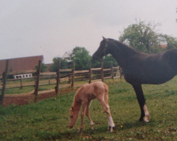 horse Dino Domani (German Riding Pony, 1995, from Arts-Dancer-Boy)