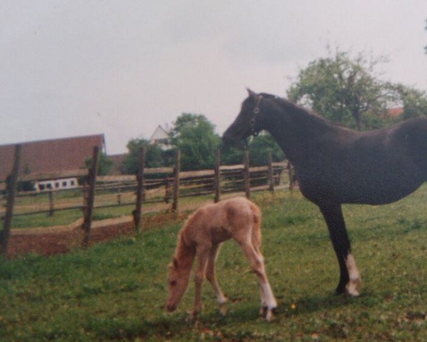 broodmare Beverly (German Riding Pony, 1989, from Black Boy)