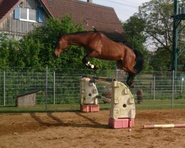 horse Laina 13 (Westphalian, 1999, from Lamoureux II)