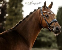 dressage horse Der Kleine Lord 32 (Westphalian, 2016, from Deveraux 3)