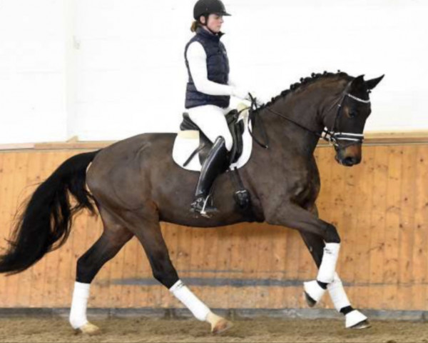 dressage horse Insider 66 (Trakehner, 2011, from Kentucky)