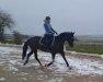 dressage horse Fortuna 489 (German Sport Horse, 2015, from Susu's Boy)