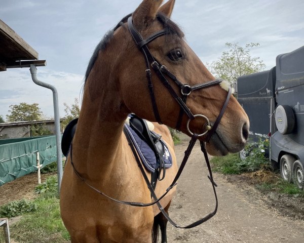 horse Gratka (Polish Warmblood, 2002, from Atlas Bavaria)