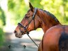 dressage horse Galena 6 (Hanoverian, 2001, from Graf Grannus)