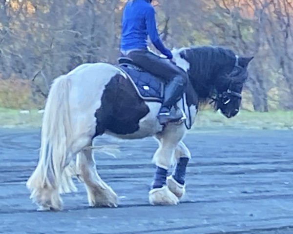 Pferd Teddy (Tinker / Irish Cob / Gypsy Vanner, 2010)