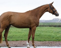 jumper Onola MS (KWPN (Royal Dutch Sporthorse), 2019, from Ducati van Schuttershof)