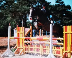 broodmare Colette (Hessian Warmblood, 1991, from Caruso)