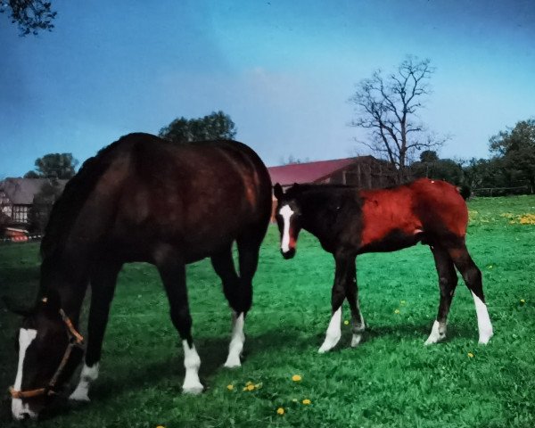 Pferd Chiemsee 2 (Hessisches Warmblut, 1993, von Caruso)