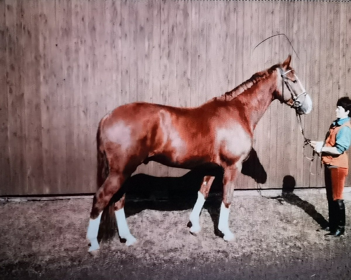 Pferd Chaplin 12 (Hessisches Warmblut, 1993, von Caruso)