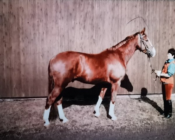 horse Chaplin 12 (Hessian Warmblood, 1993, from Caruso)