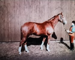 dressage horse Chaplin 12 (Hessisches Warmblut, 1993, from Caruso)