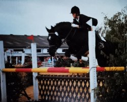 Deckhengst Chateau (Hessisches Warmblut, 1987, von Caruso)