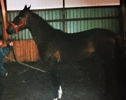 Zuchtstute Rachelle H (Hessisches Warmblut, 1986, von Rescator)