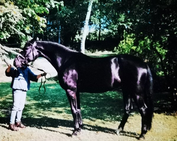 broodmare Rafaela 20 (Hessian Warmblood, 1996, from Rubin Star N)