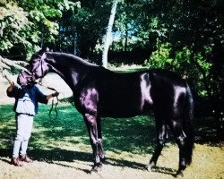 Pferd Rafaela 20 (Hessisches Warmblut, 1996, von Rubin Star N)