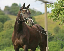 dressage horse Celsius (Westfale, 2006, from Collin L)