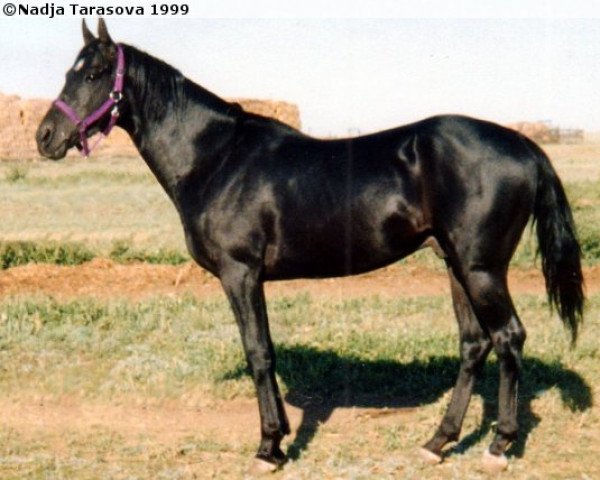 stallion Dogshnkhar (Akhal-Teke, 1994, from Daikhan)