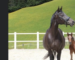 Springpferd Sansa (Trakehner, 2022, von Asagao xx)