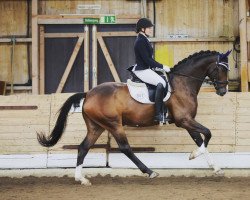 dressage horse Chomper 2 (Hanoverian, 2017, from Christ)